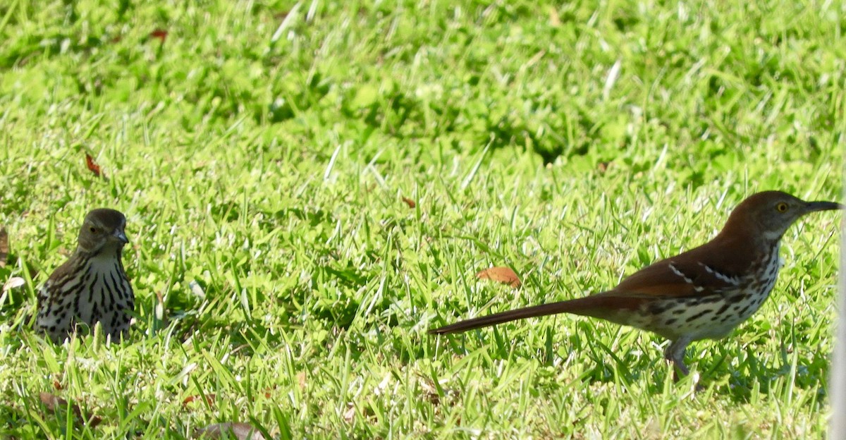 Brown Thrasher - Anne Turner