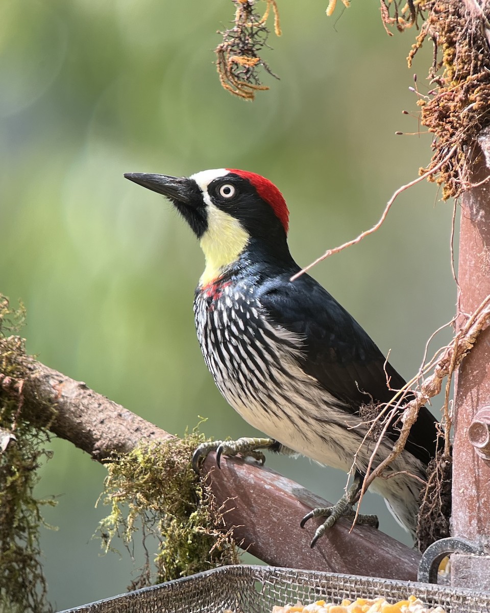 Acorn Woodpecker - ML616258161