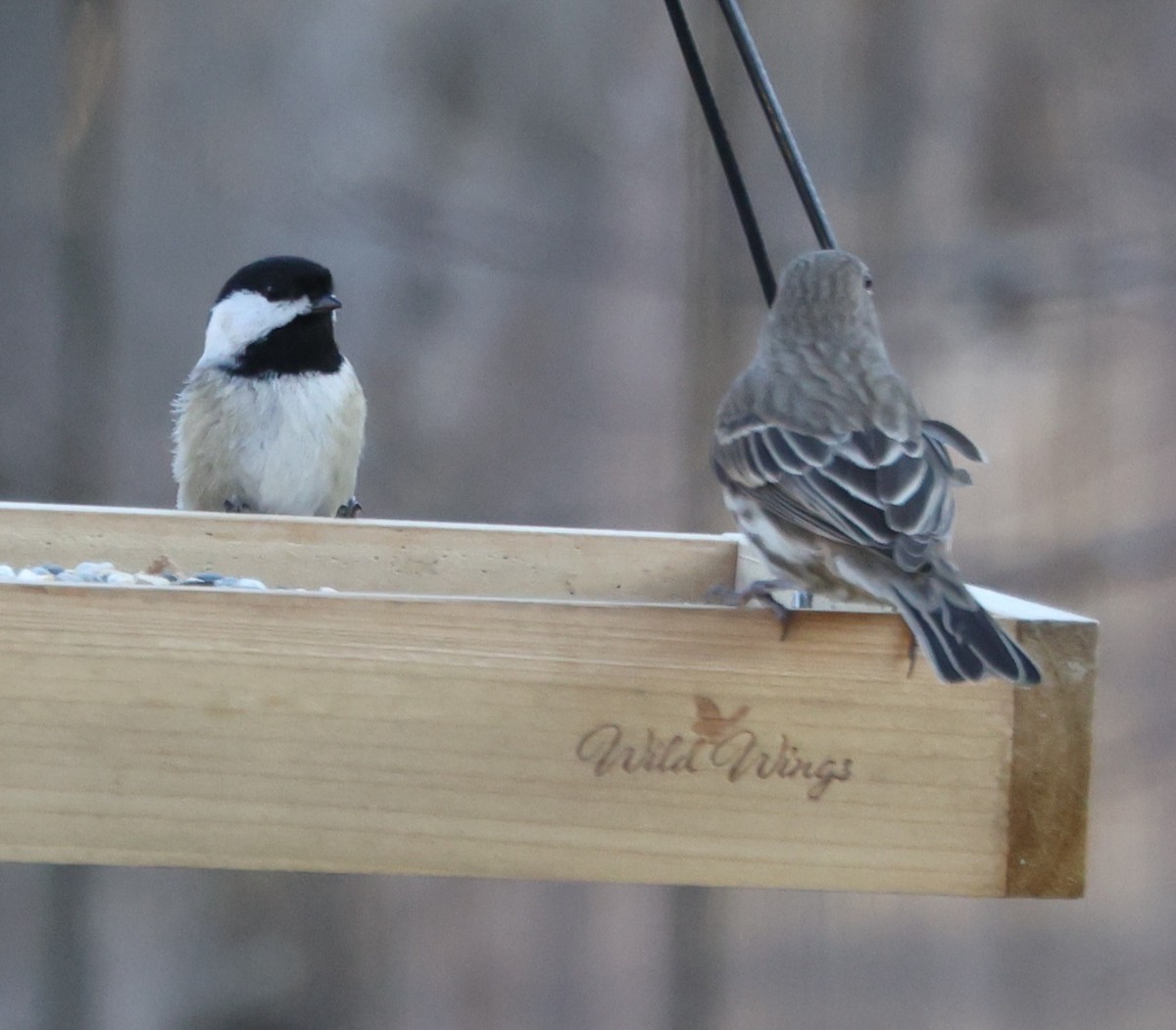 Black-capped Chickadee - E J