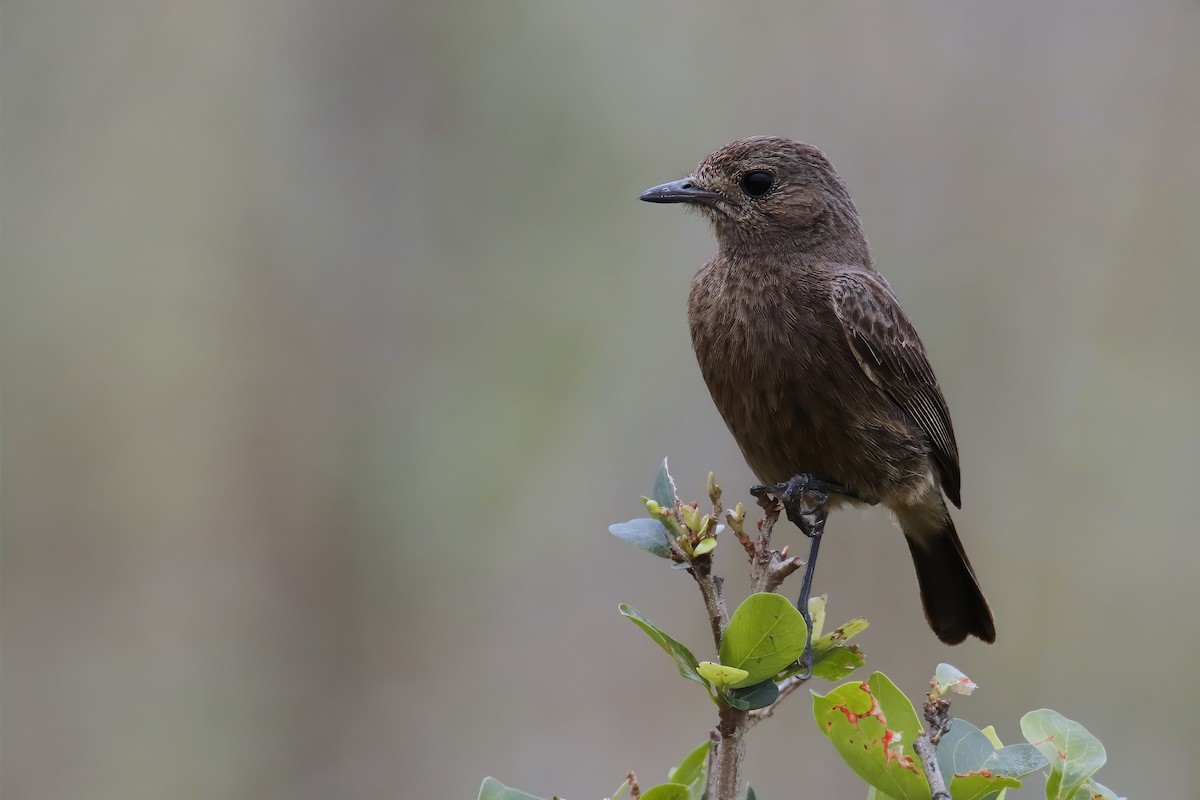 Pied Bushchat - ML616258211