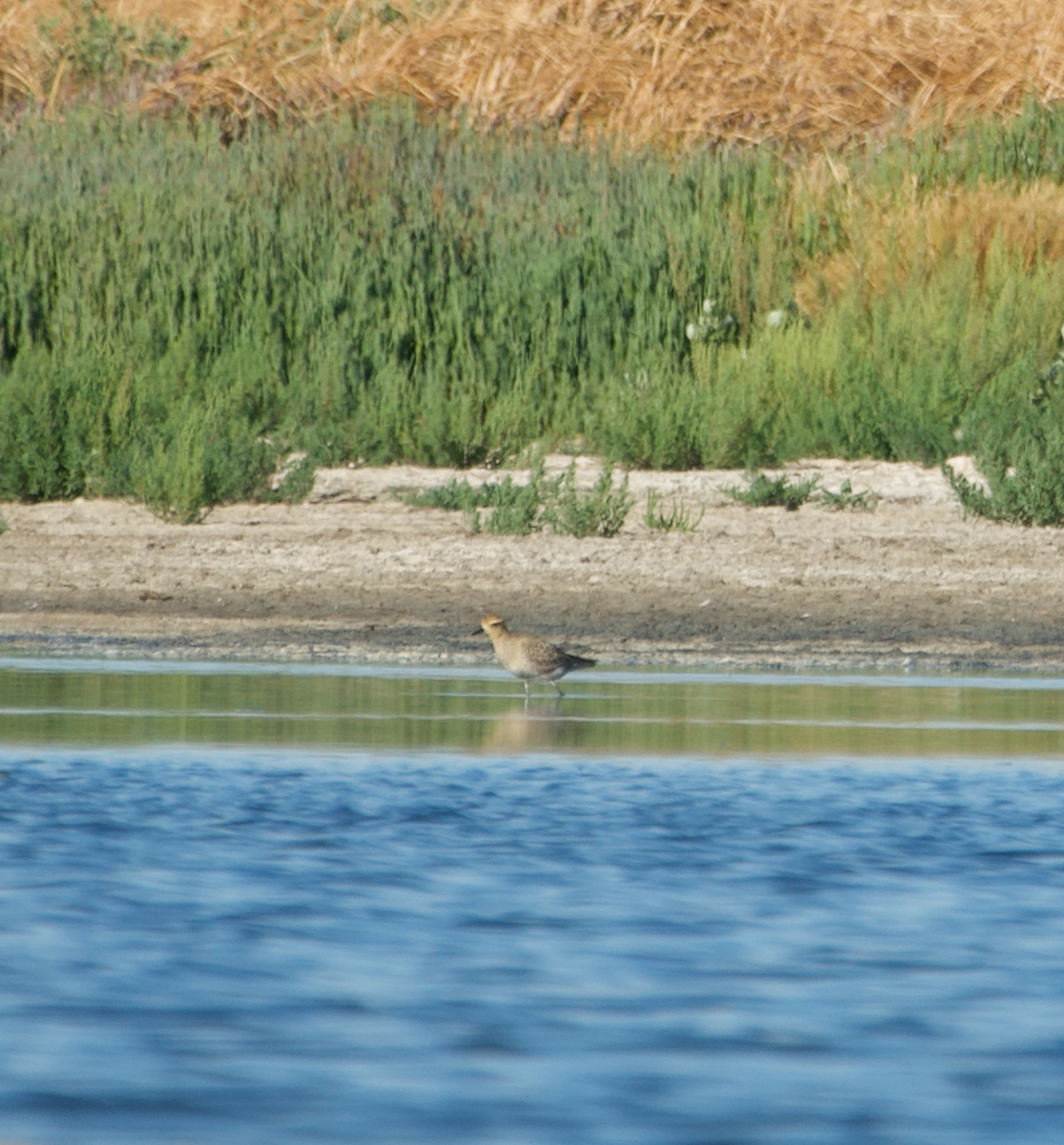 Pacific Golden-Plover - ML616258216