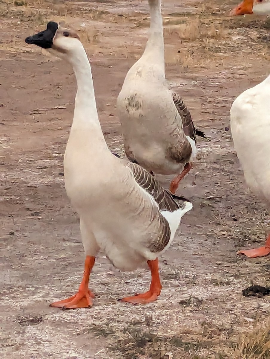 Swan Goose (Domestic type) - Tim Ward