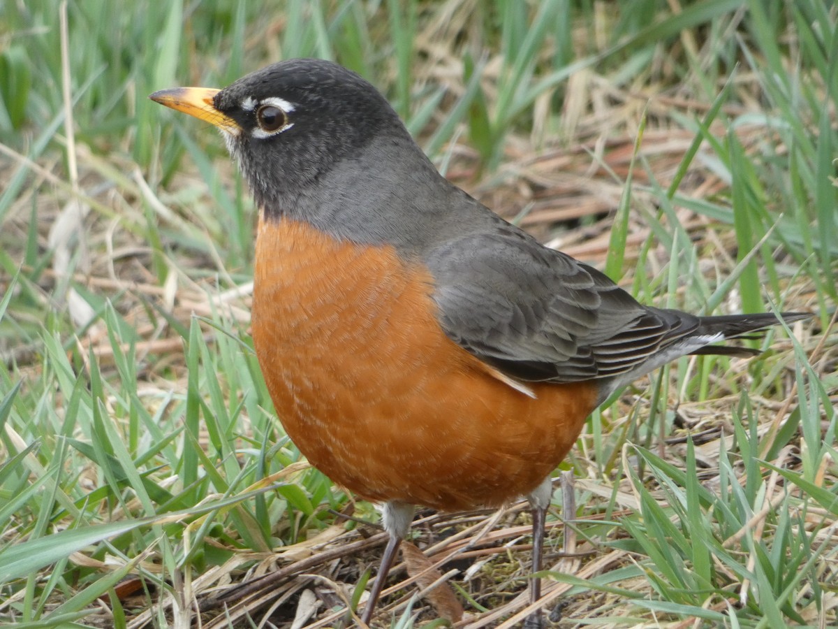 American Robin - ML616258324