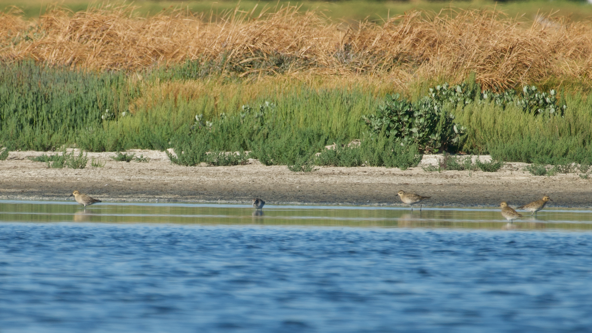 Pacific Golden-Plover - ML616258326