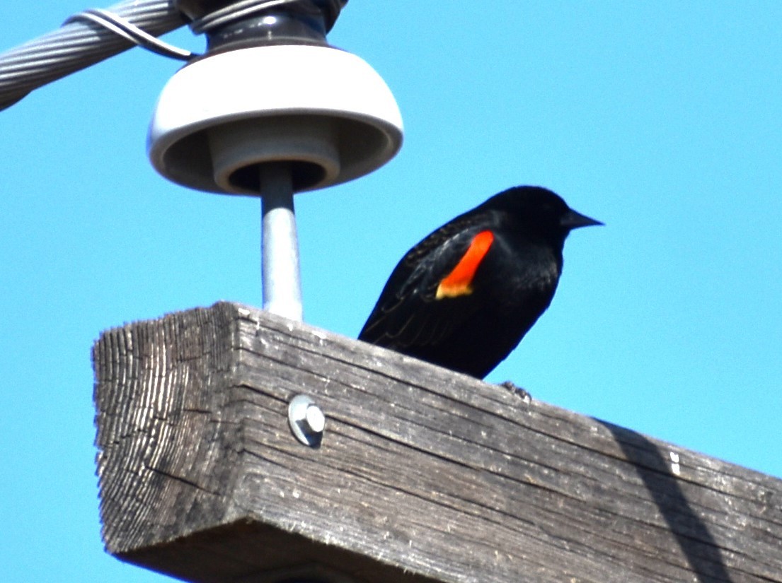 Red-winged Blackbird - ML616258339