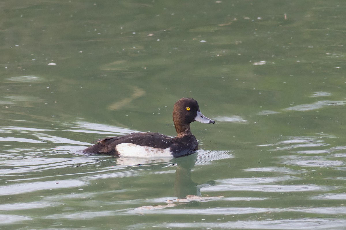 Tufted Duck - ML616258361