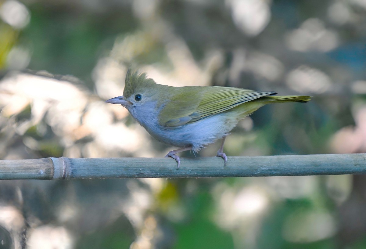 White-bellied Erpornis - ML616258362