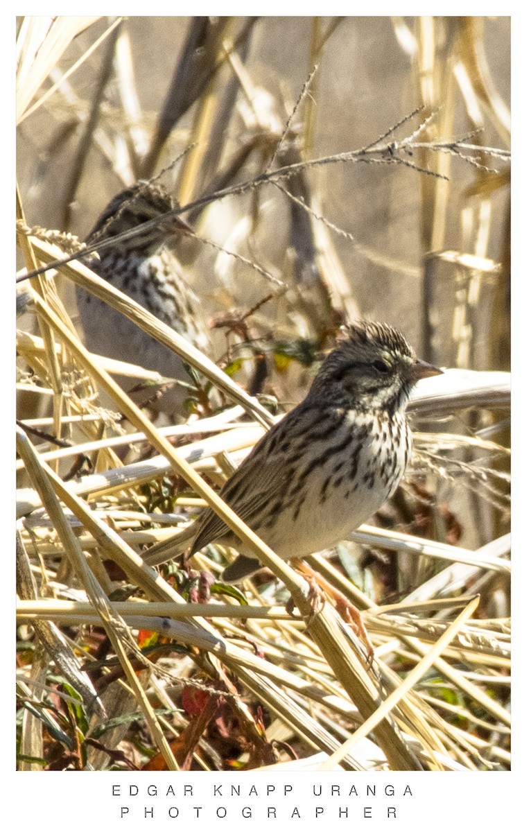 Savannah Sparrow - Edgar Knapp Uranga