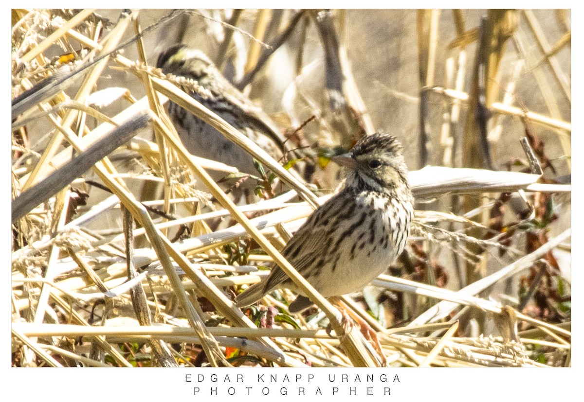 Savannah Sparrow - Edgar Knapp Uranga