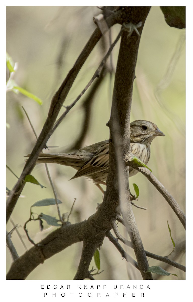 Lincoln's Sparrow - Edgar Knapp Uranga