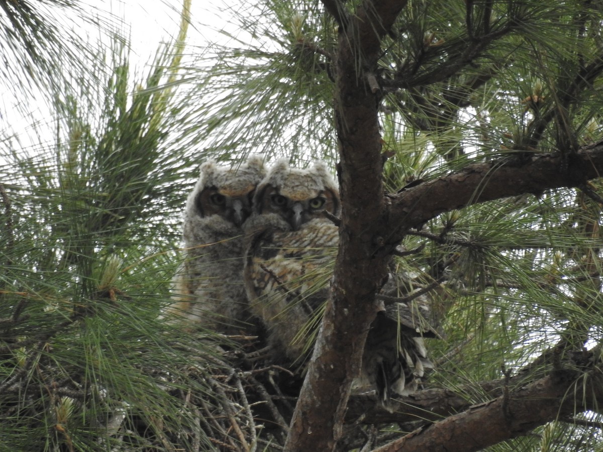 Great Horned Owl - ML616258420