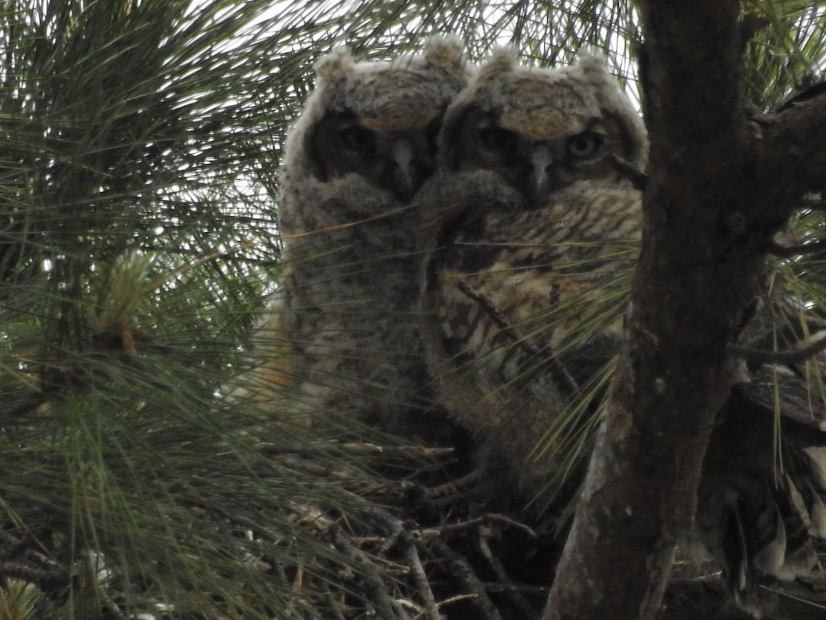 Great Horned Owl - ML616258455