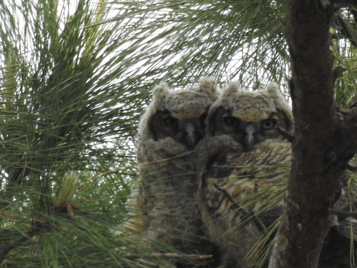 Great Horned Owl - ML616258464
