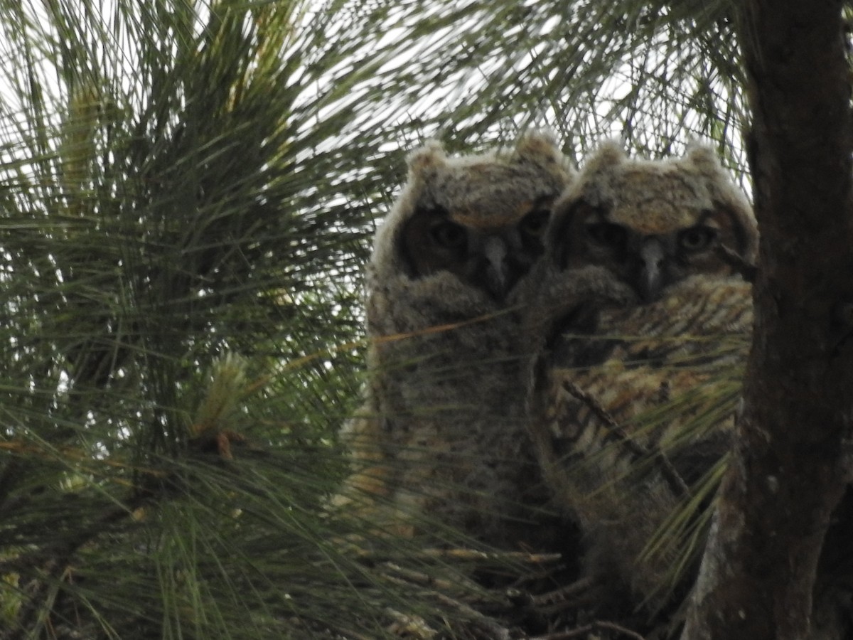 Great Horned Owl - ML616258482