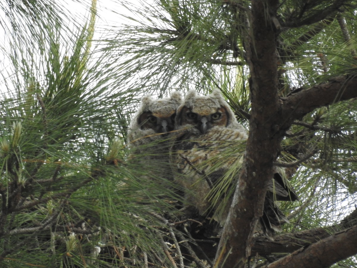 Great Horned Owl - ML616258487