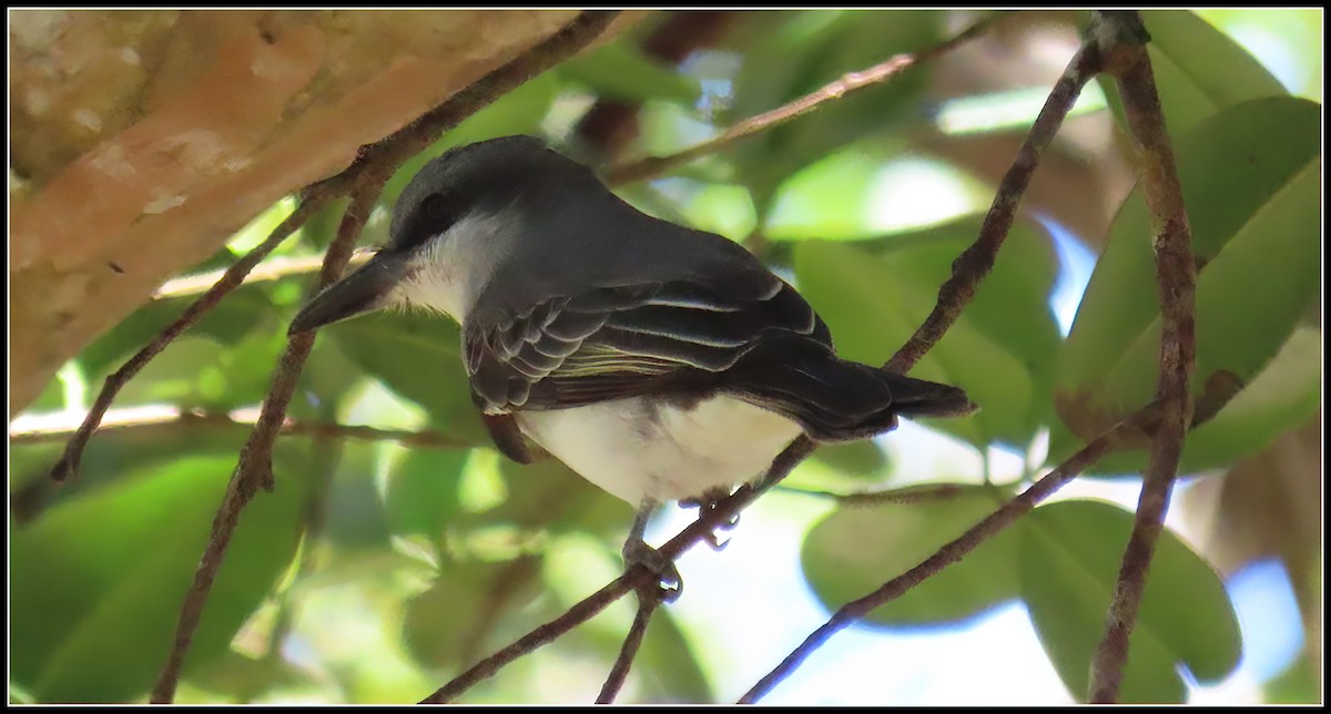 Gray Kingbird - ML616258488