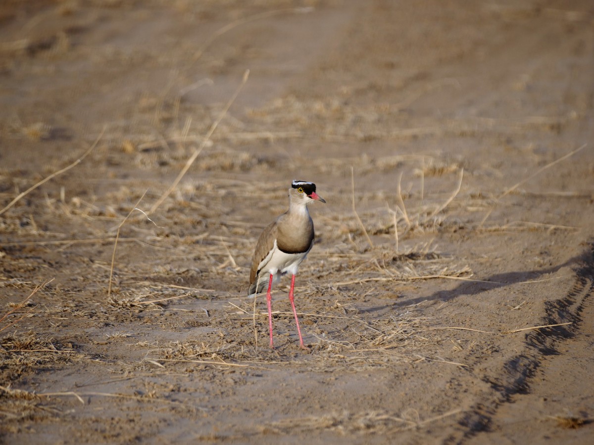 Crowned Lapwing - ML616258490