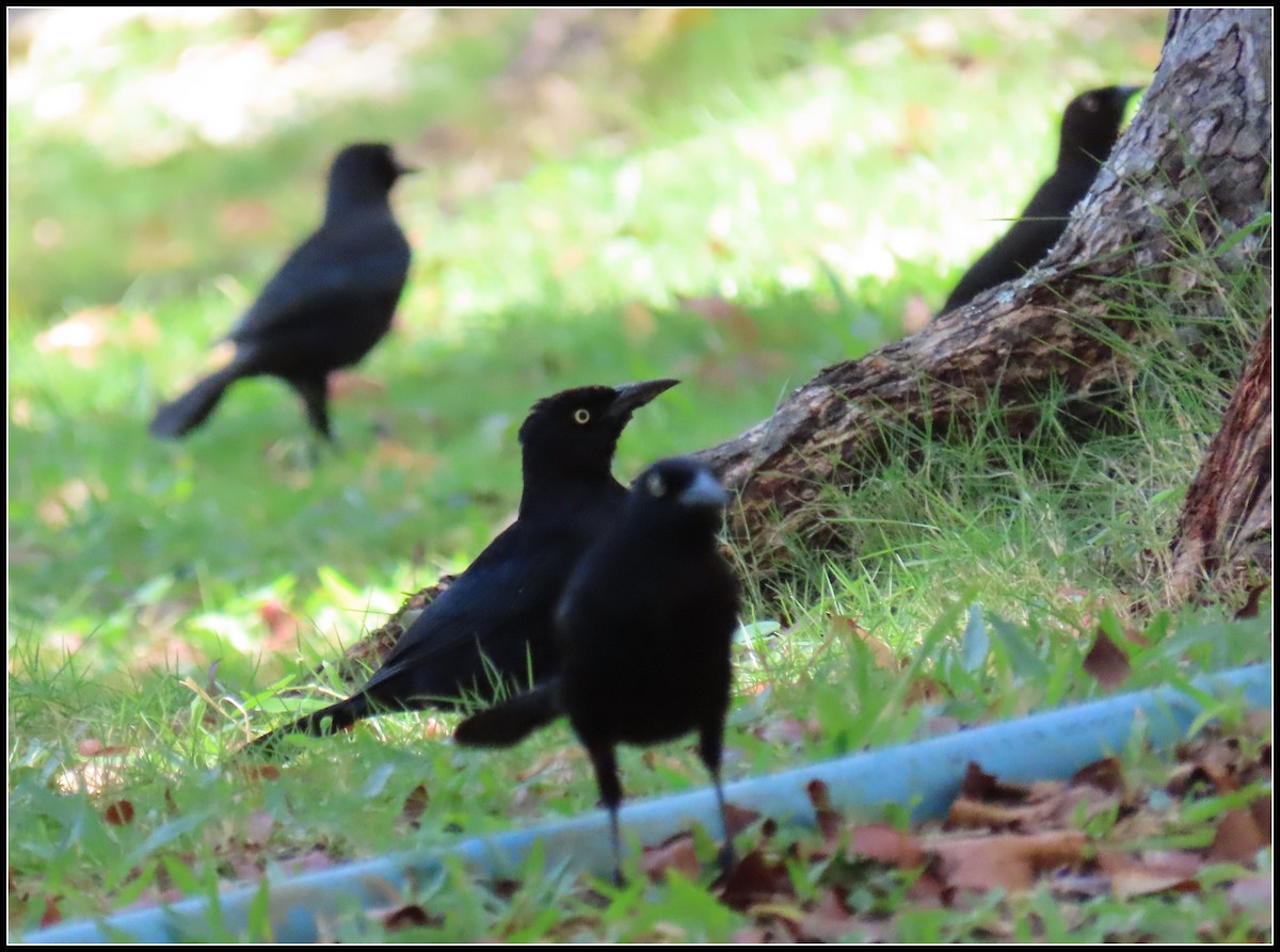 Carib Grackle - ML616258491