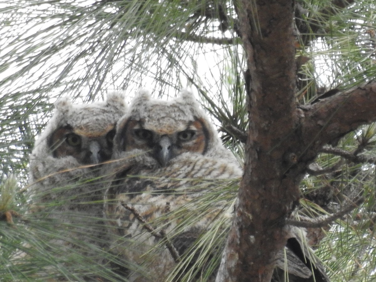 Great Horned Owl - ML616258492