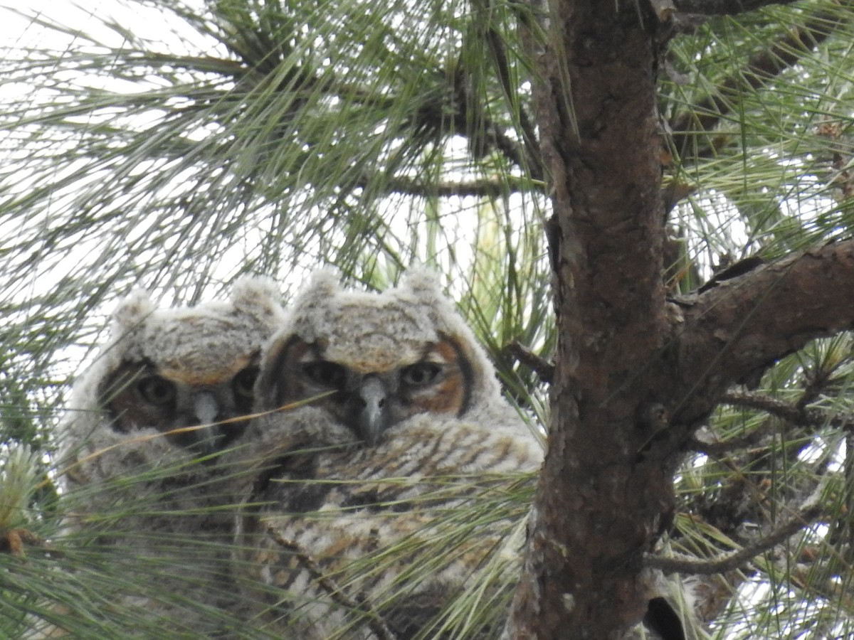 Great Horned Owl - ML616258499