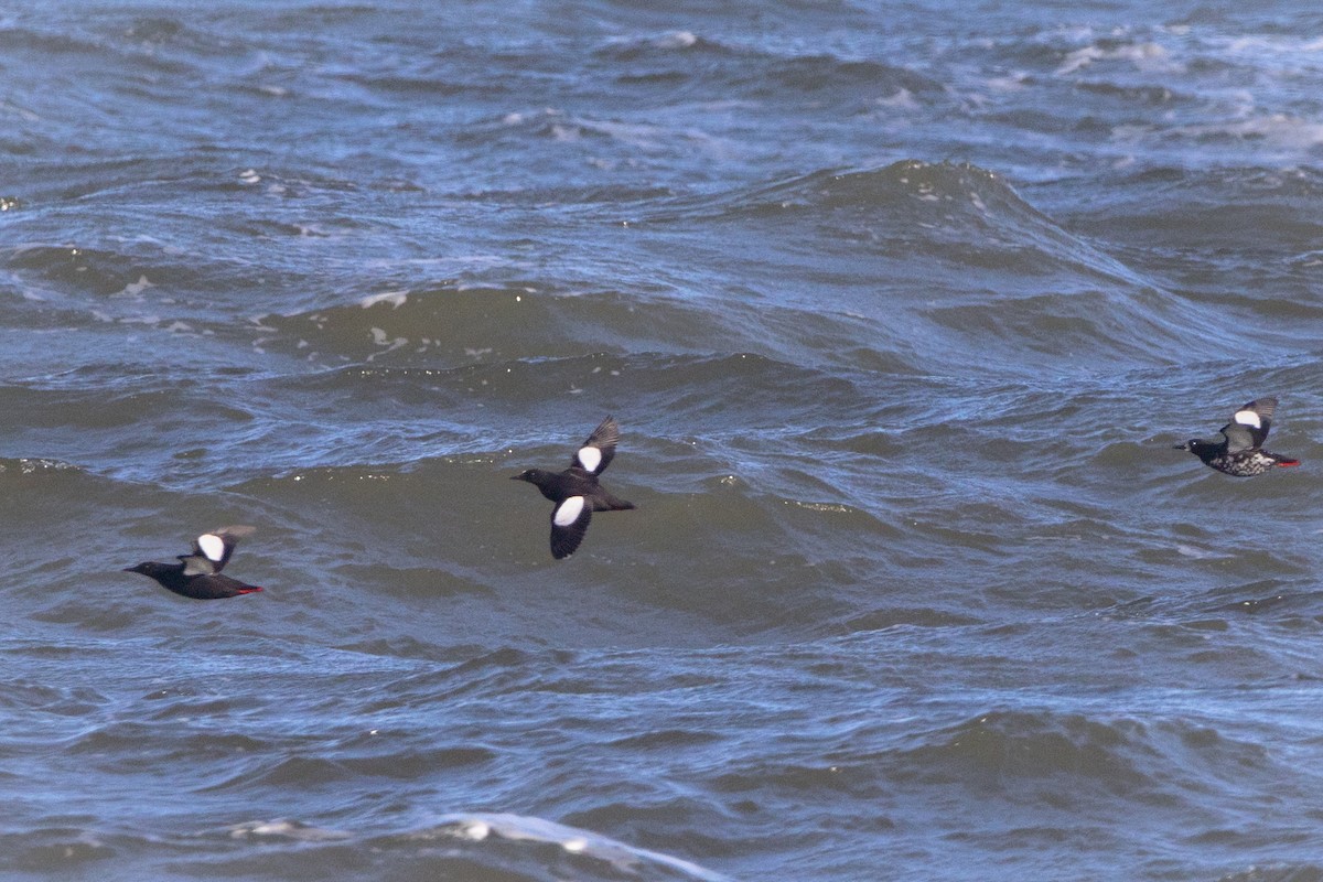 Black Guillemot - ML616258539