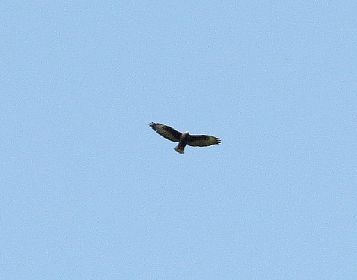 Short-tailed Hawk - ML616258544