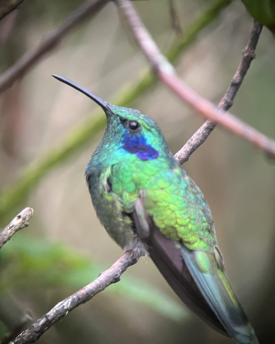 kolibřík modrouchý - ML616258570