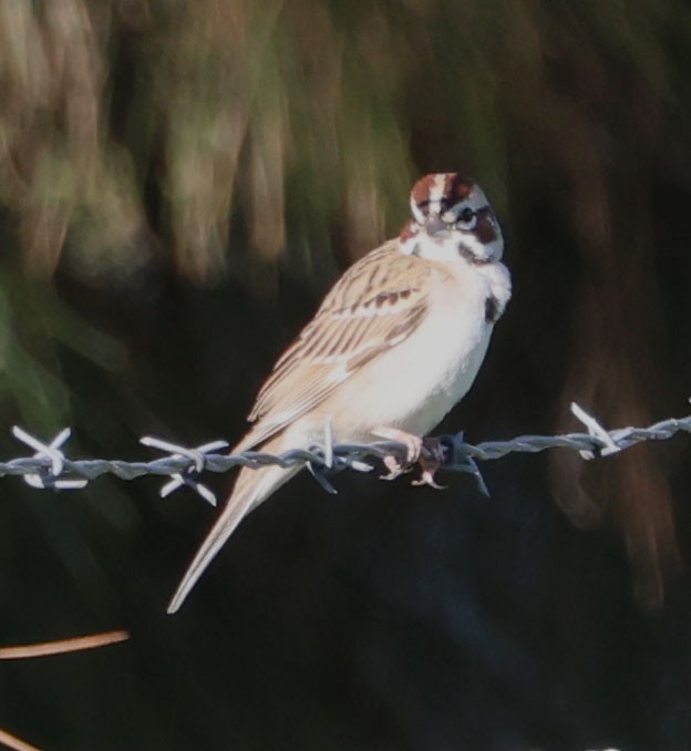 Lark Sparrow - ML616258602