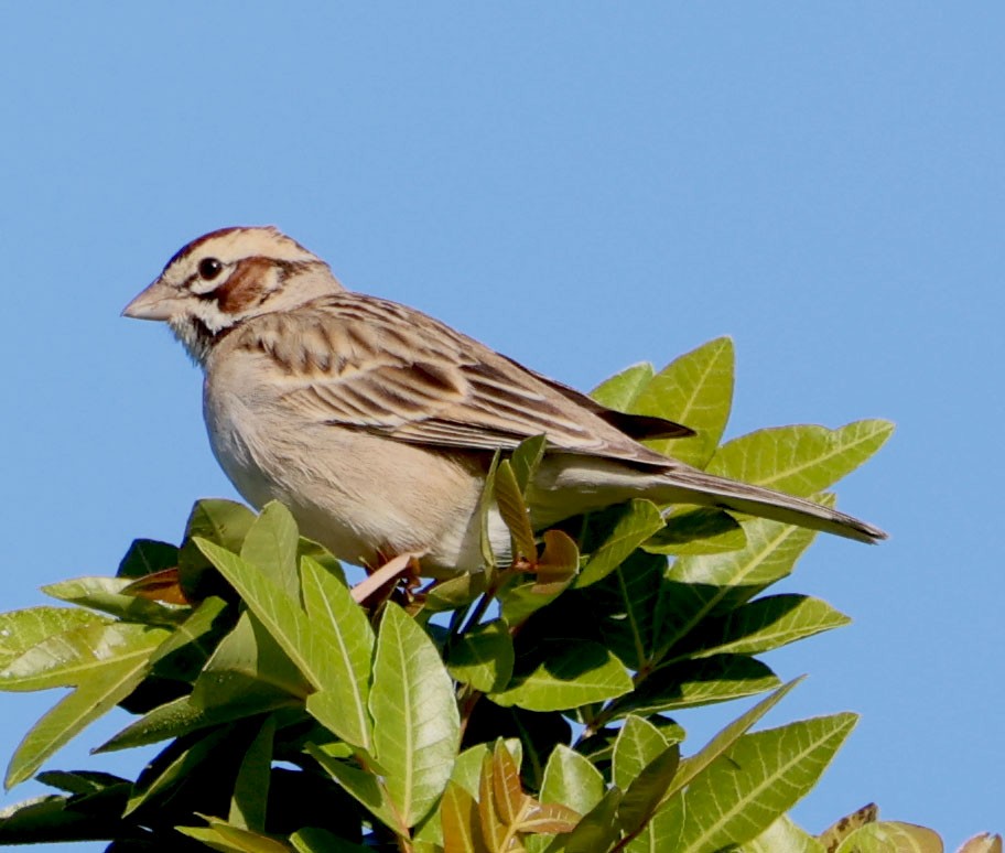 Lark Sparrow - ML616258603