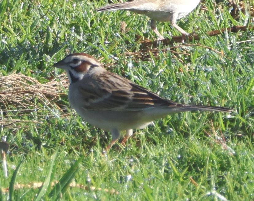 Lark Sparrow - ML616258604