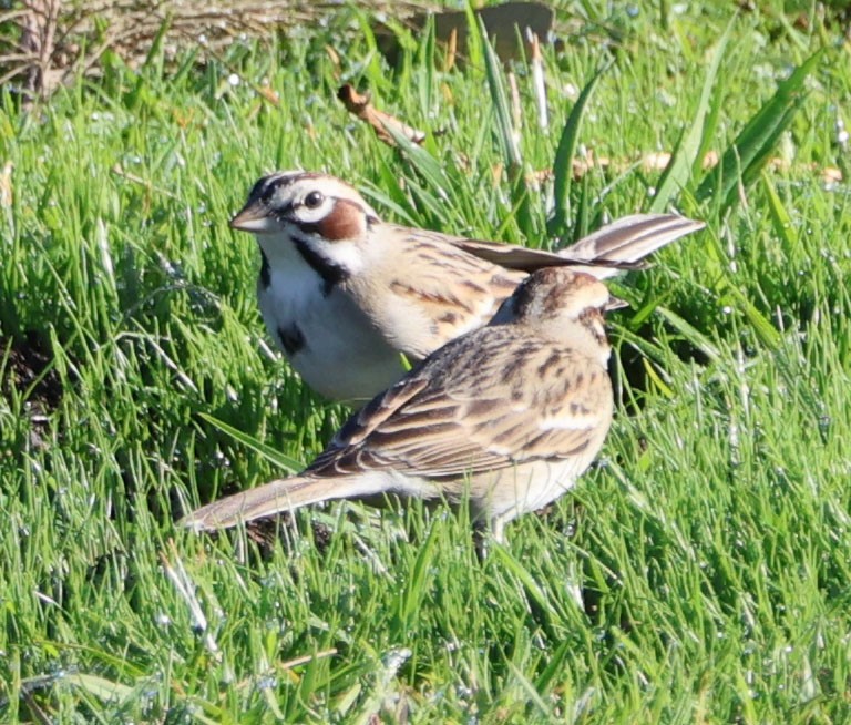 Lark Sparrow - Diane Etchison