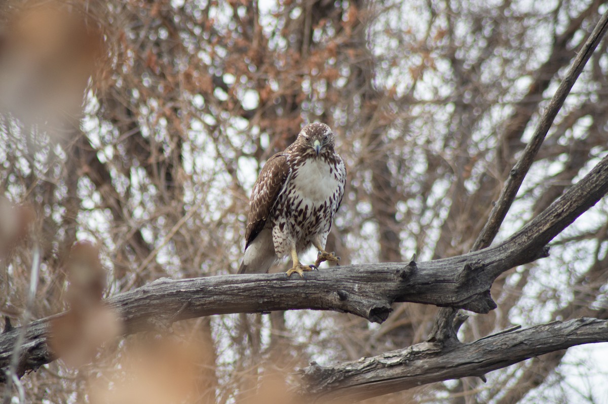 Red-tailed Hawk - Trenton Voytko