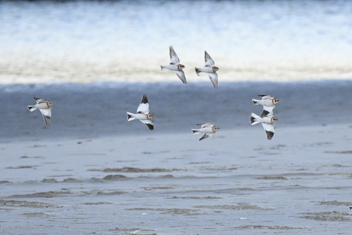 Snow Bunting - Daniel Irons