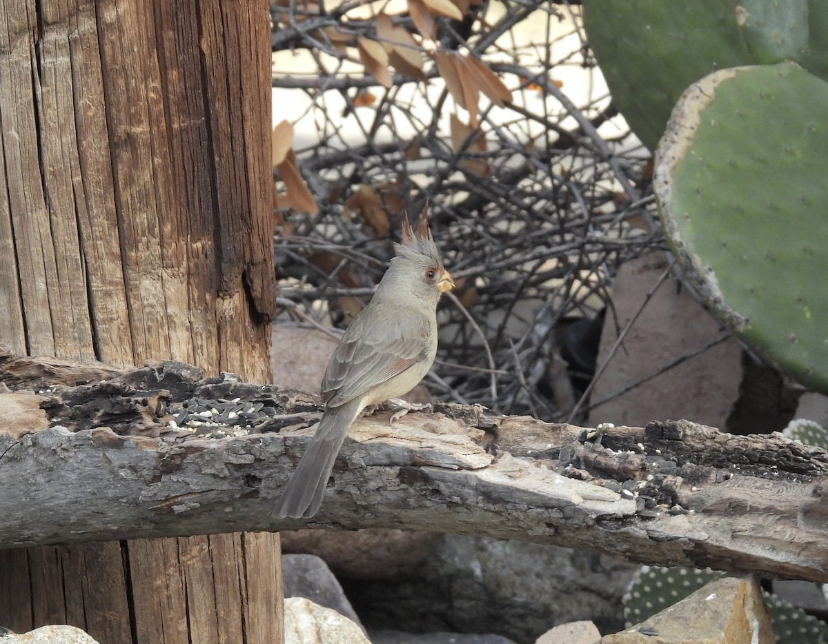 Pyrrhuloxia - ML616258675