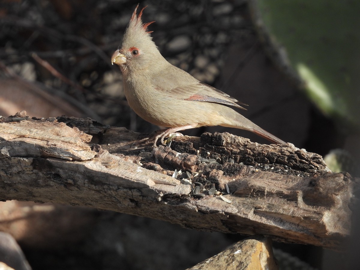 Pyrrhuloxia - ML616258682