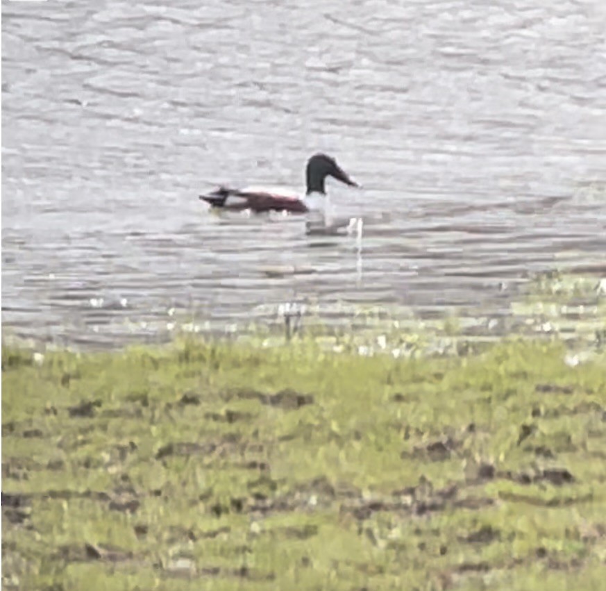 Northern Shoveler - ML616258730