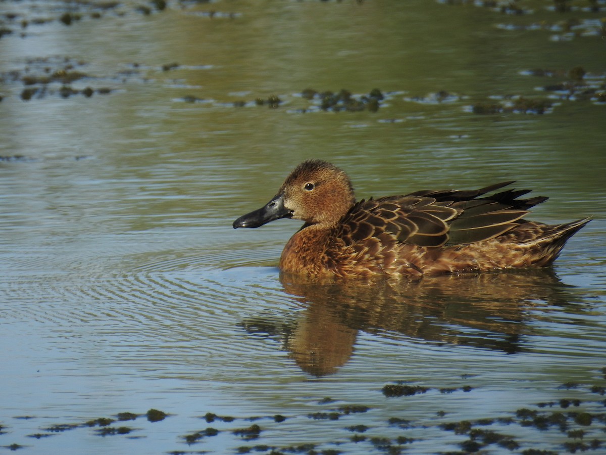 Cinnamon Teal - ML616258741