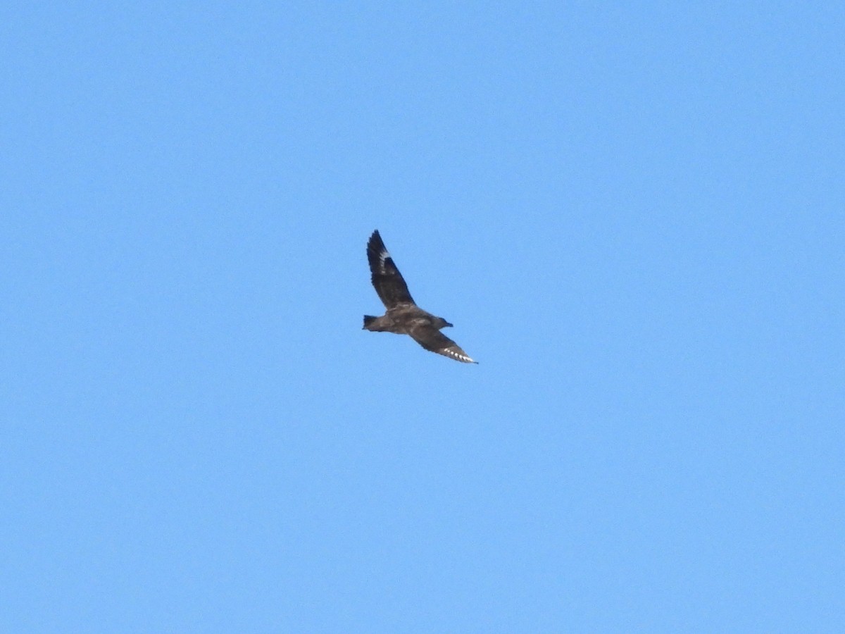 Brown Skua (Falkland) - Glenda Tromp