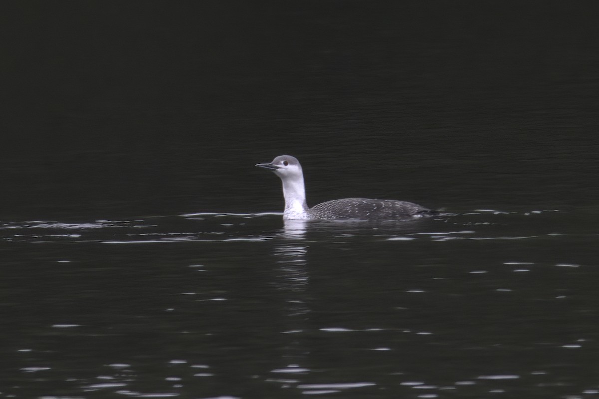 Red-throated Loon - Dave Keith