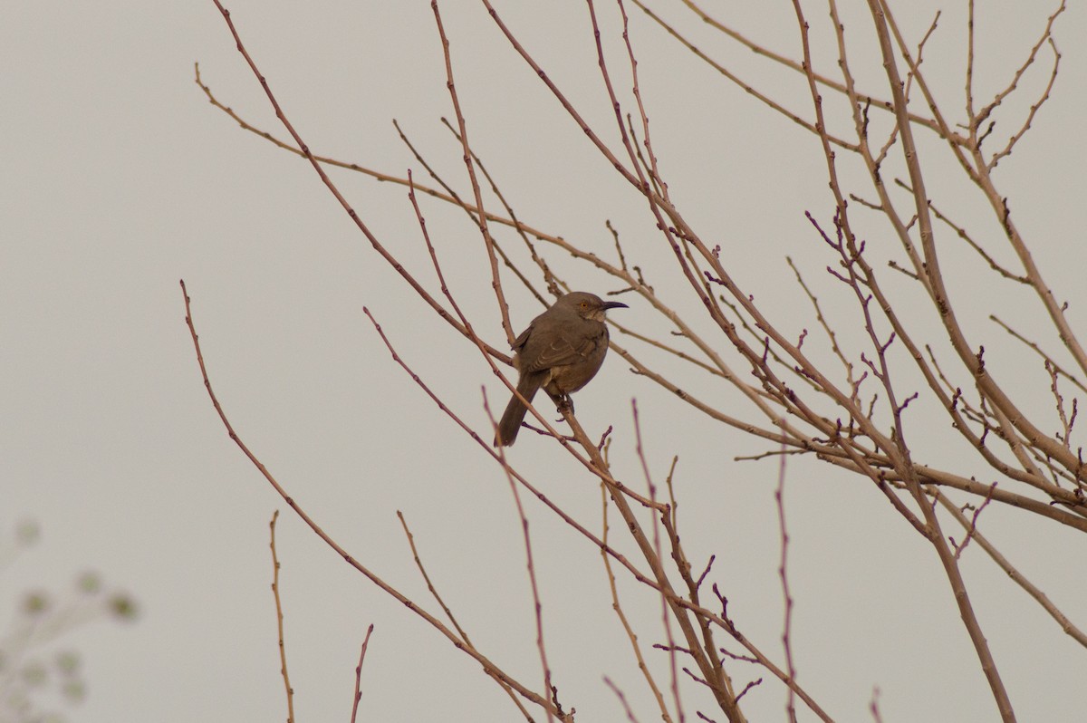 Curve-billed Thrasher (curvirostre Group) - ML616258916