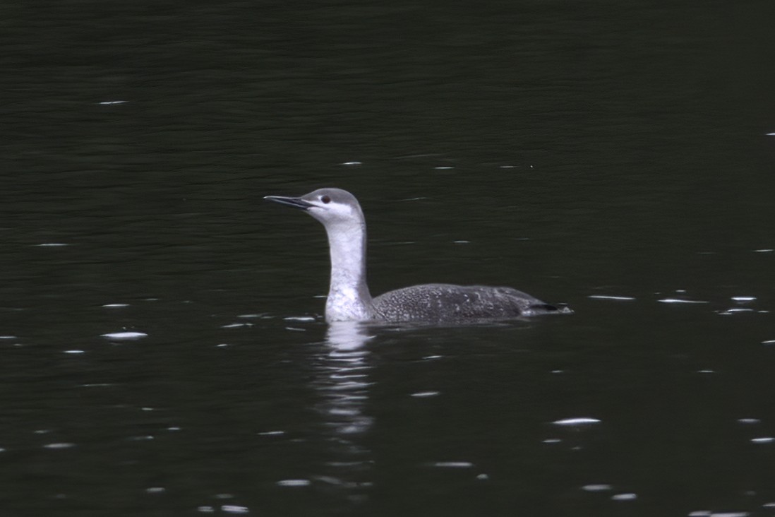 Red-throated Loon - Dave Keith