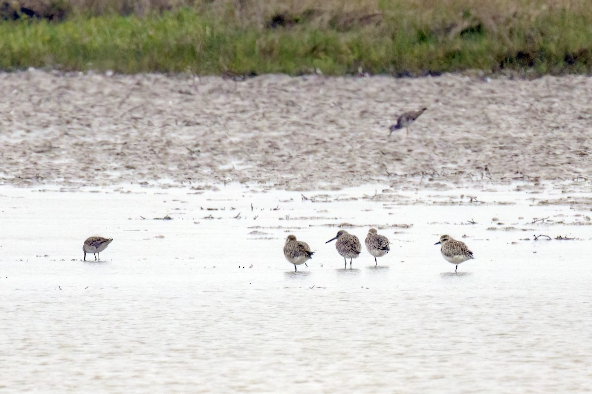 Black-bellied Plover - ML616258949