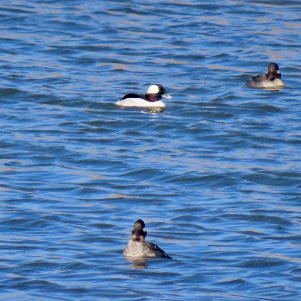 Bufflehead - Jocelyn K