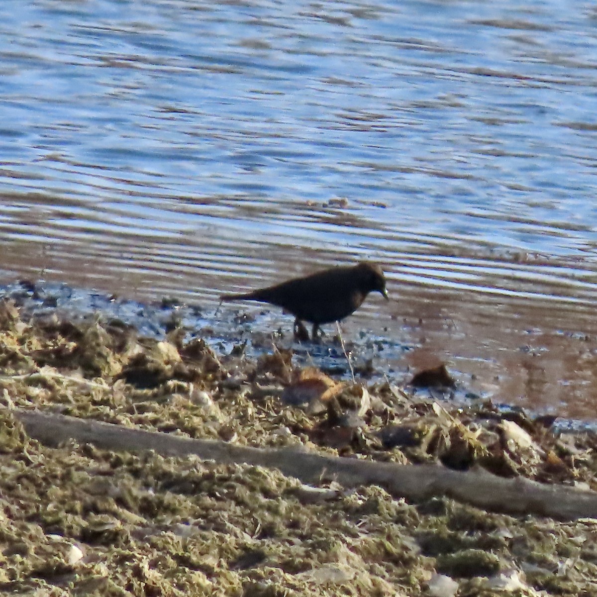 Rusty Blackbird - ML616259009