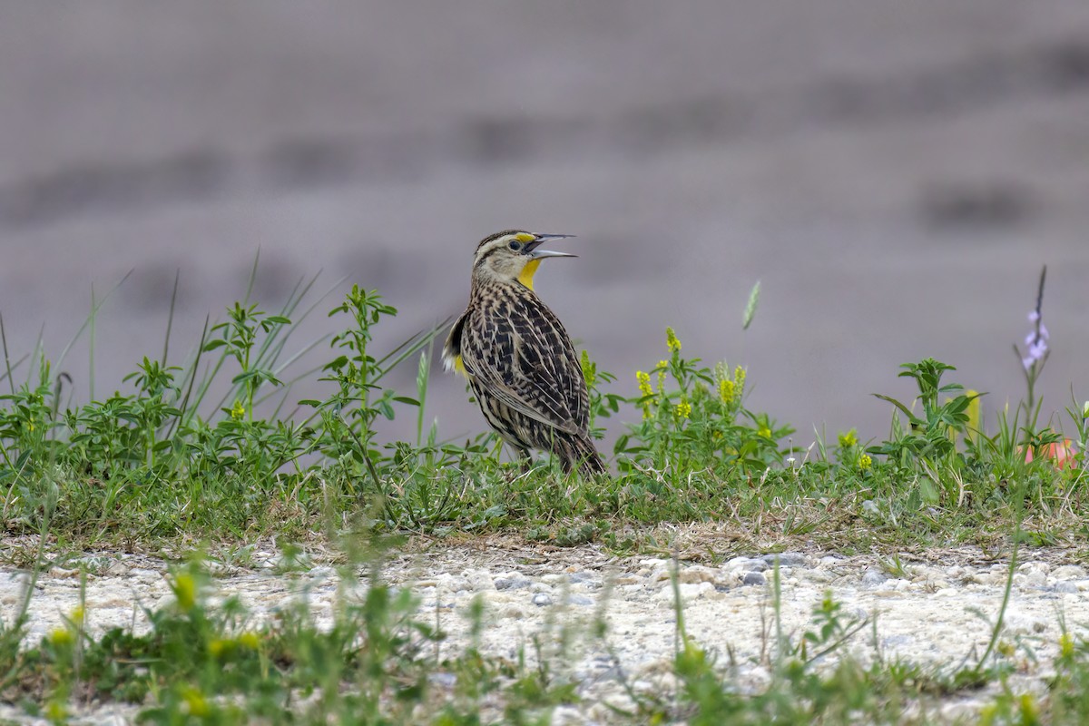 Eastern Meadowlark - ML616259011