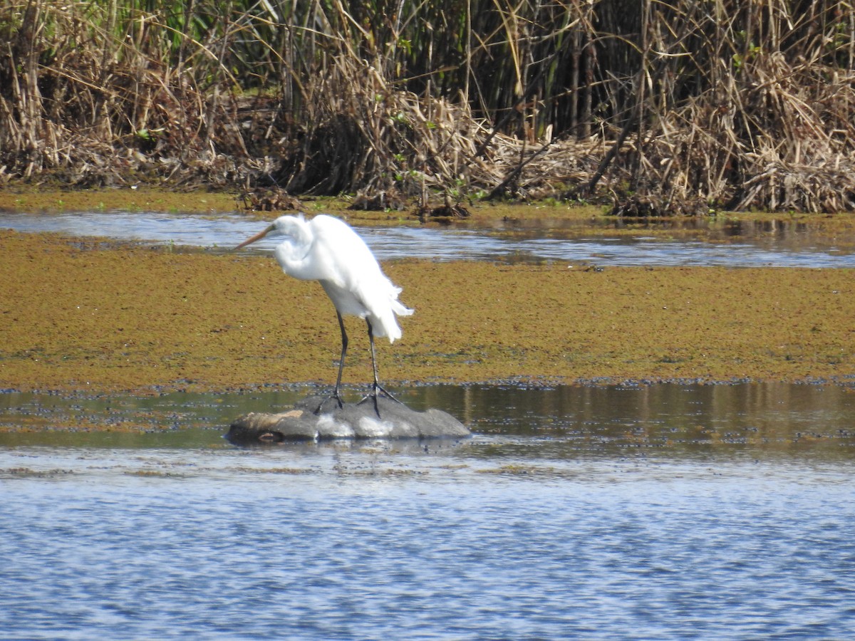 Great Egret - adriana centeno