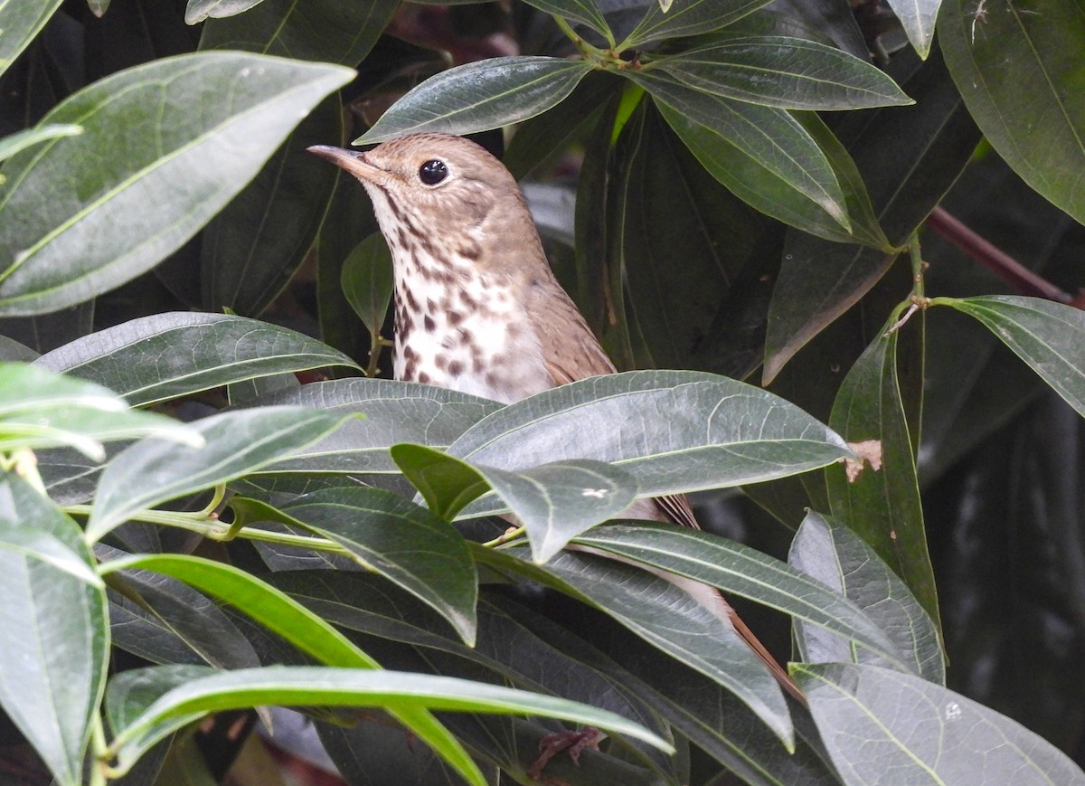 Hermit Thrush - James Earles