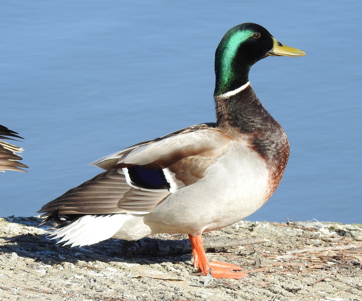 Canard colvert - ML616259058