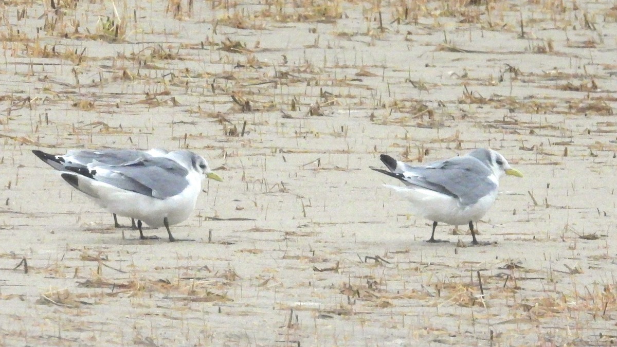 Black-legged Kittiwake - Nick Komar