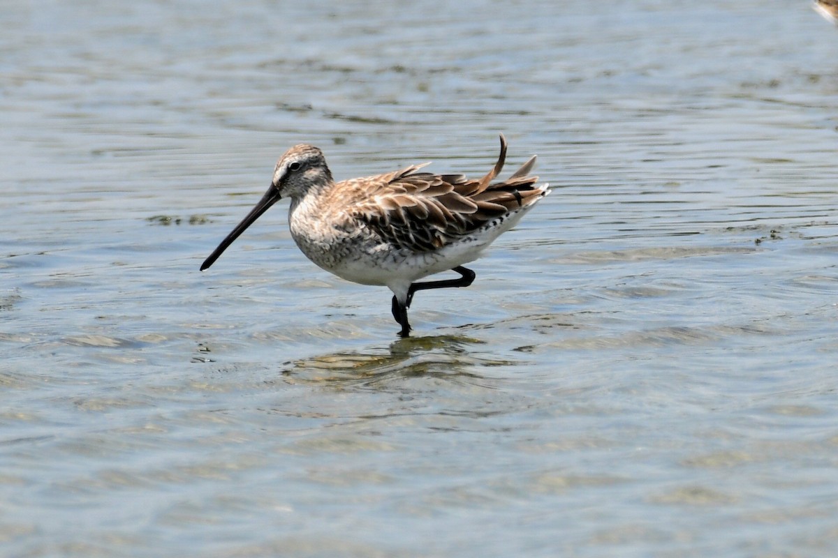 Asian Dowitcher - ML616259071